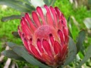 Protea Burchellii Red Mink
